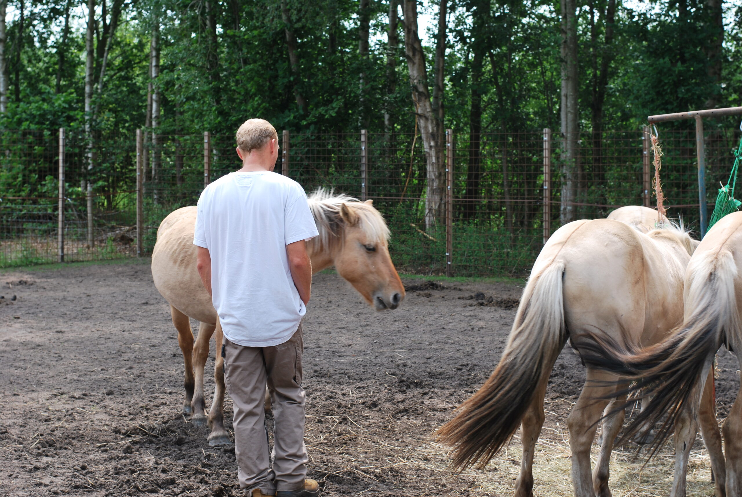 Paardencoaching in de forensische verslavingszorg